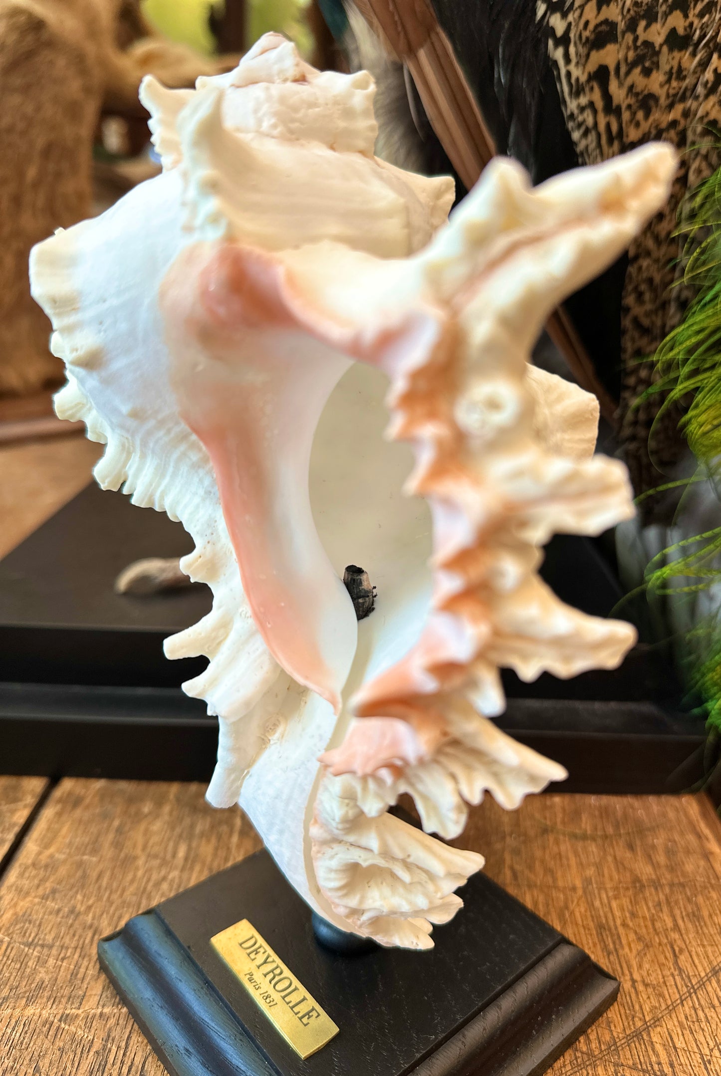 Murex ramosus sur pied tourné