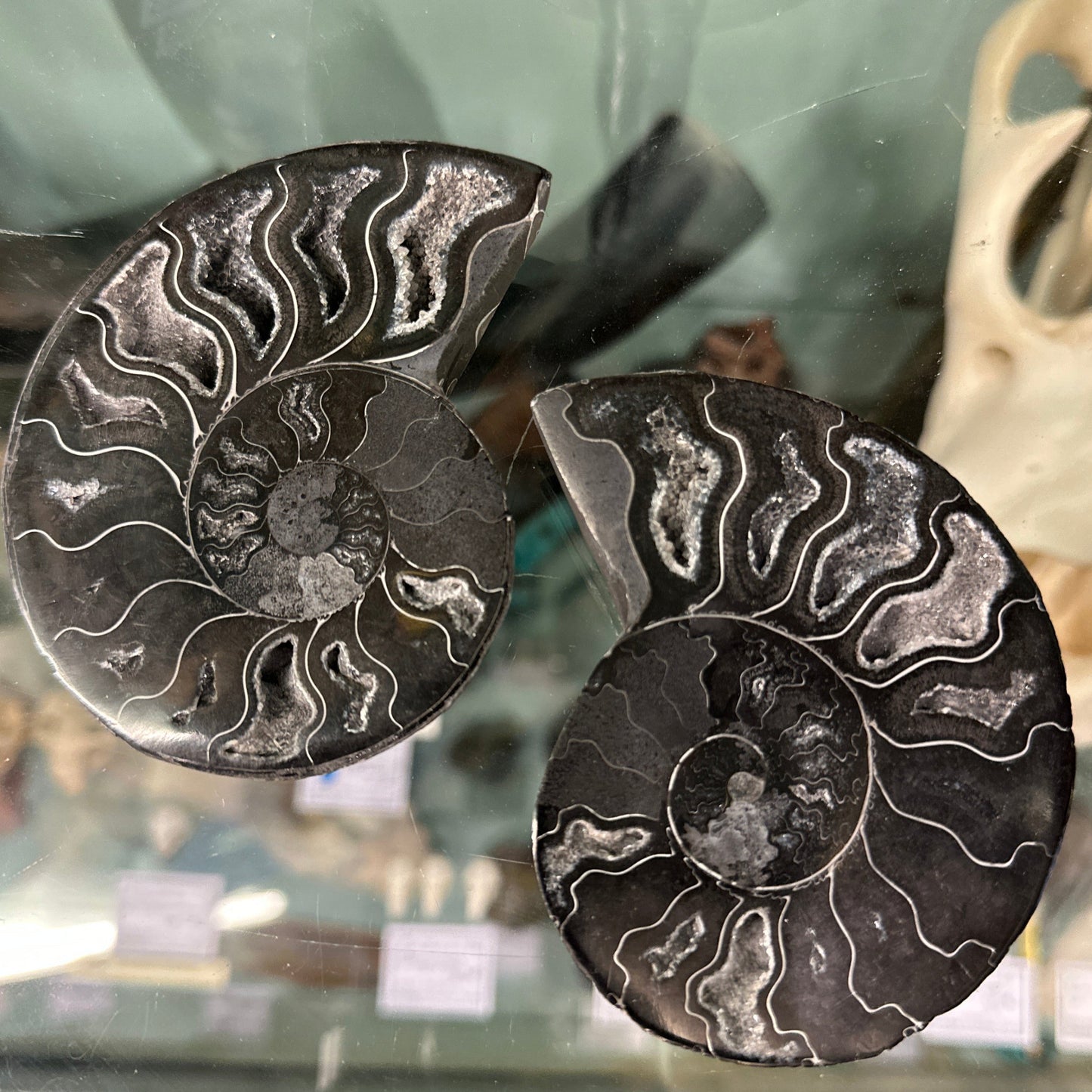 Ammonite sciée noire