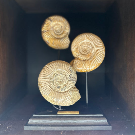 Triptyque ammonite sur socle