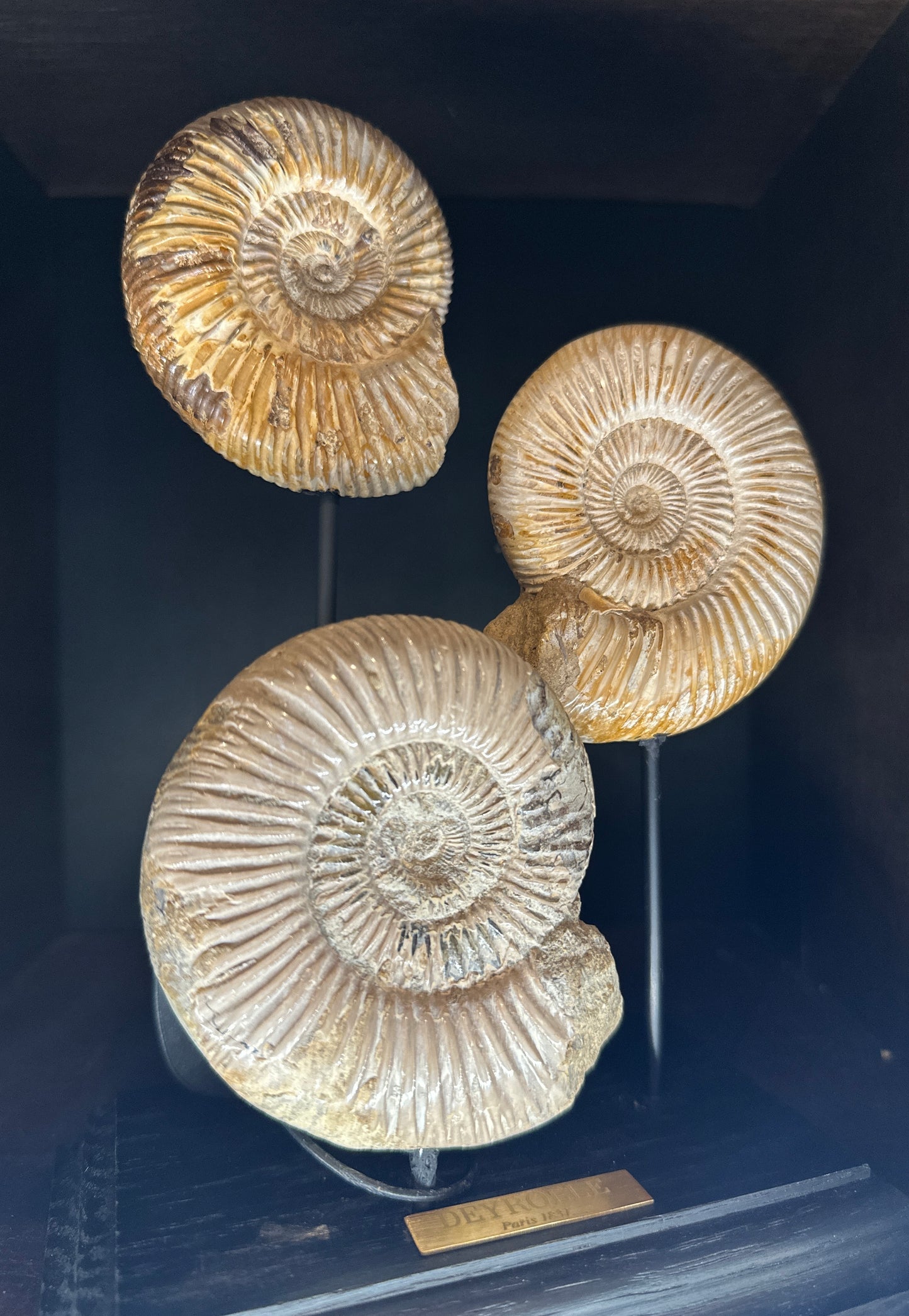 Triptyque ammonite sur socle
