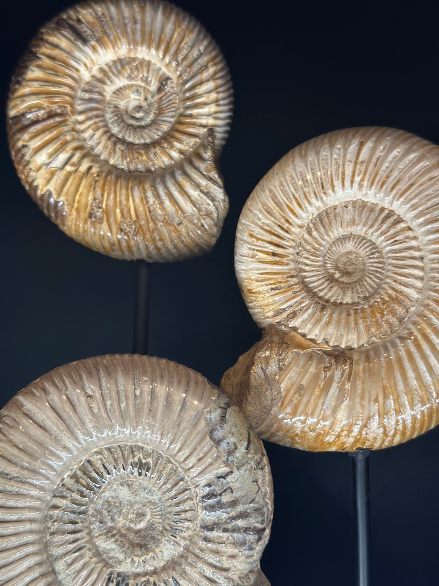 Triptyque ammonite sur socle
