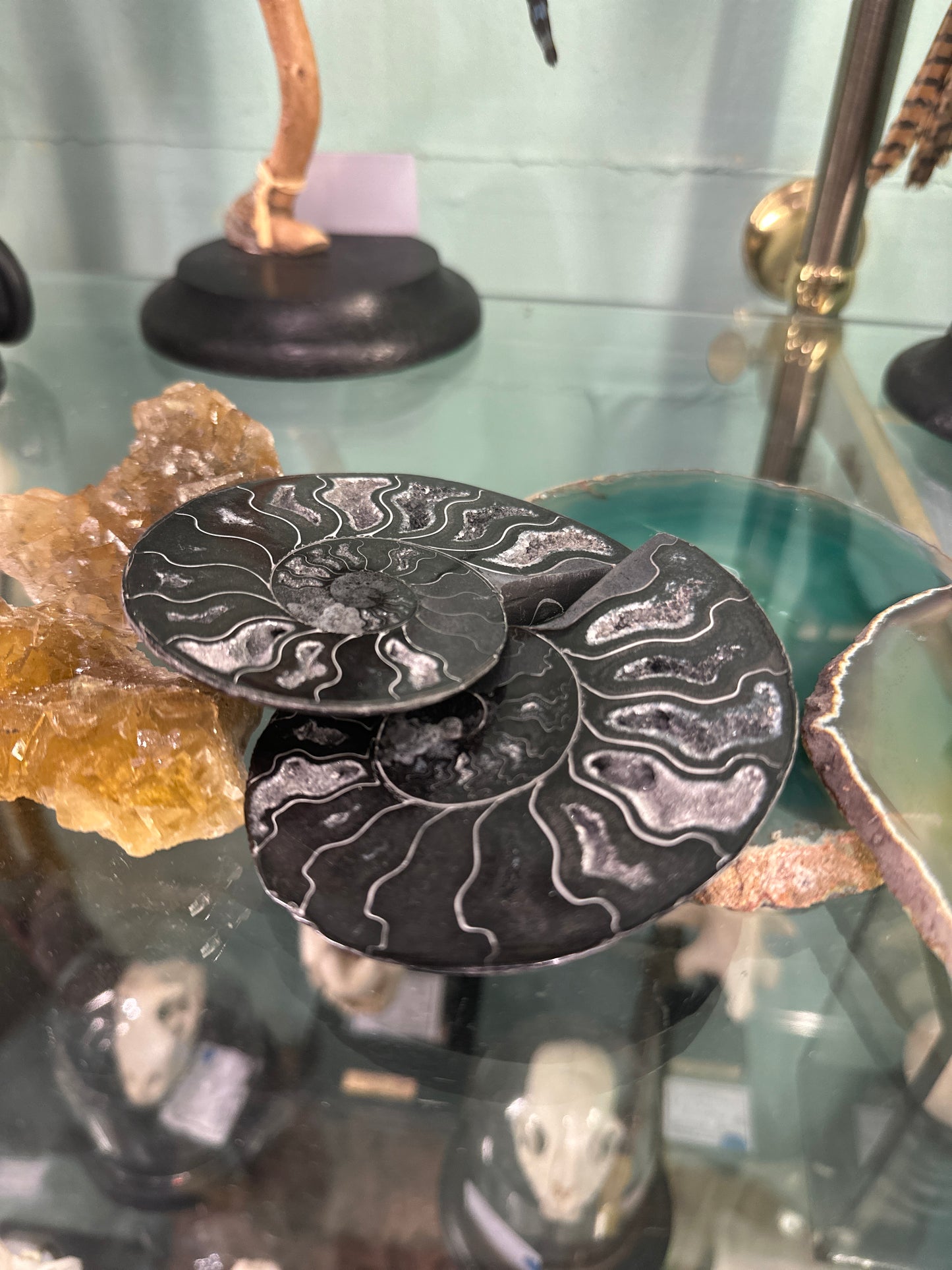 Ammonite sciée noire
