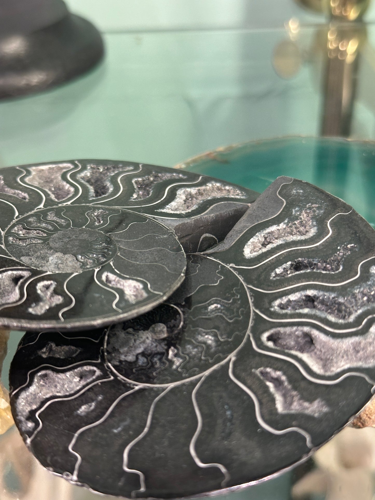 Ammonite sciée noire