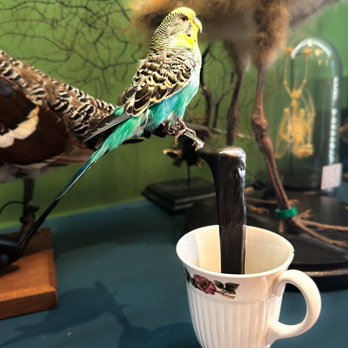 Perruche Ondulée sur tasse