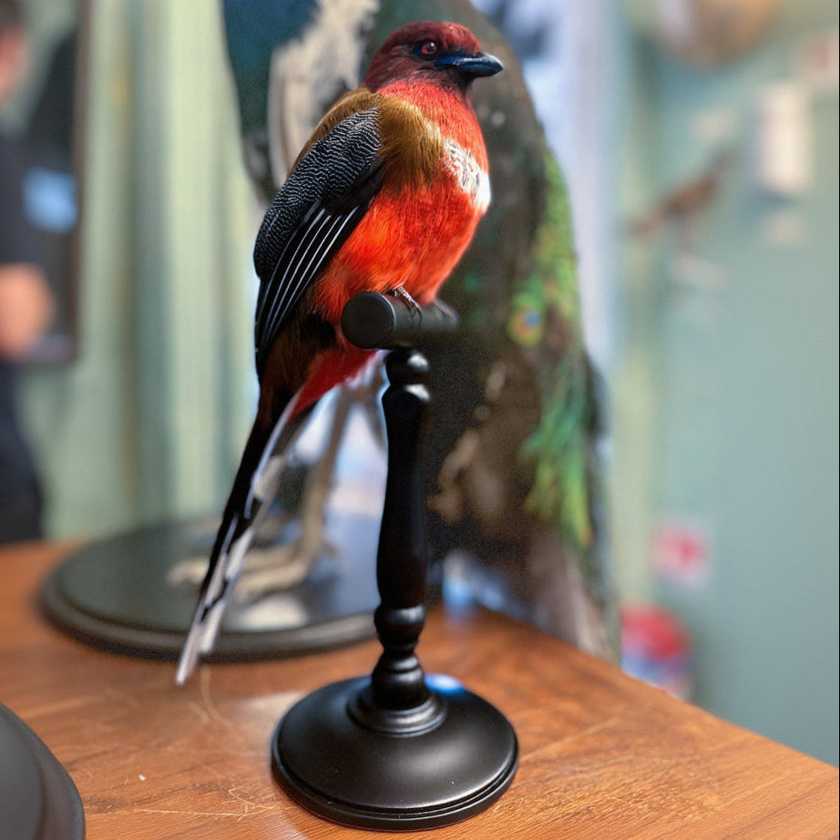 Trogon à tête rouge