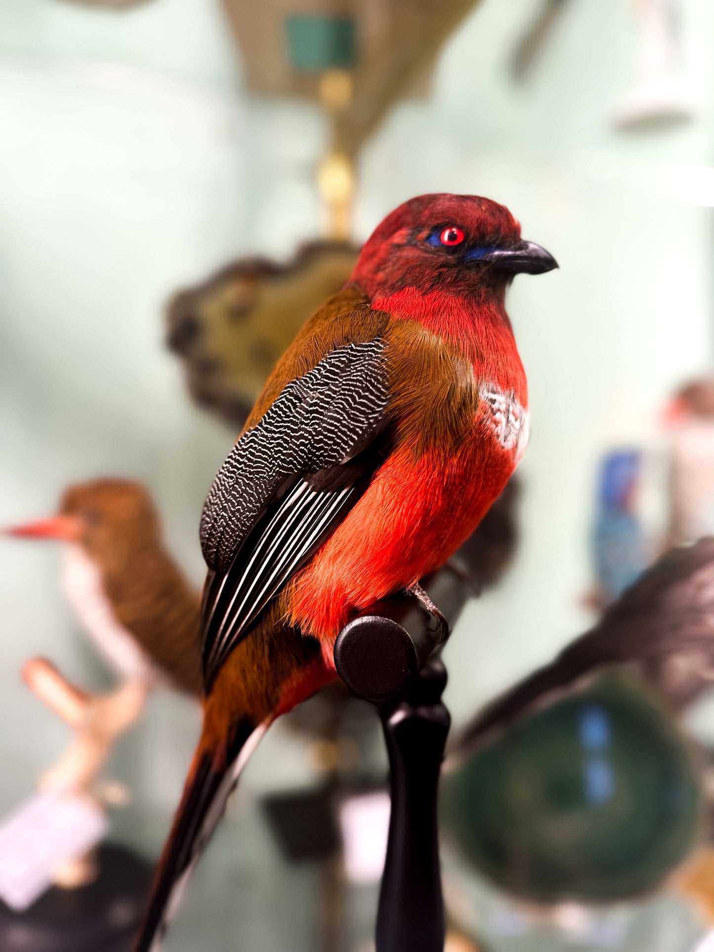 Trogon à tête rouge