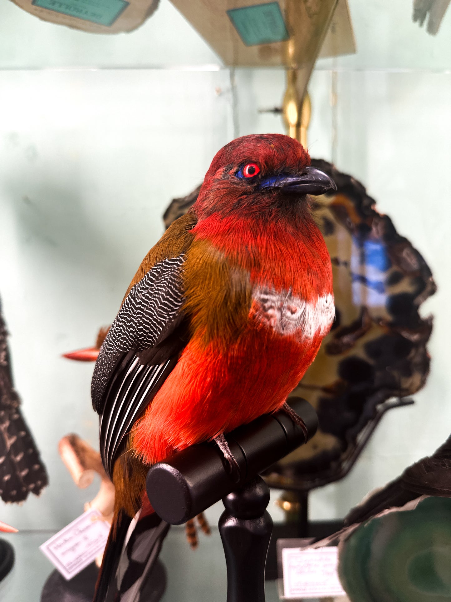 Trogon à tête rouge