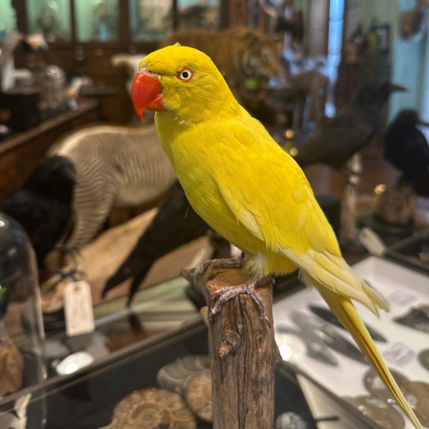 Perruche à collier jaune