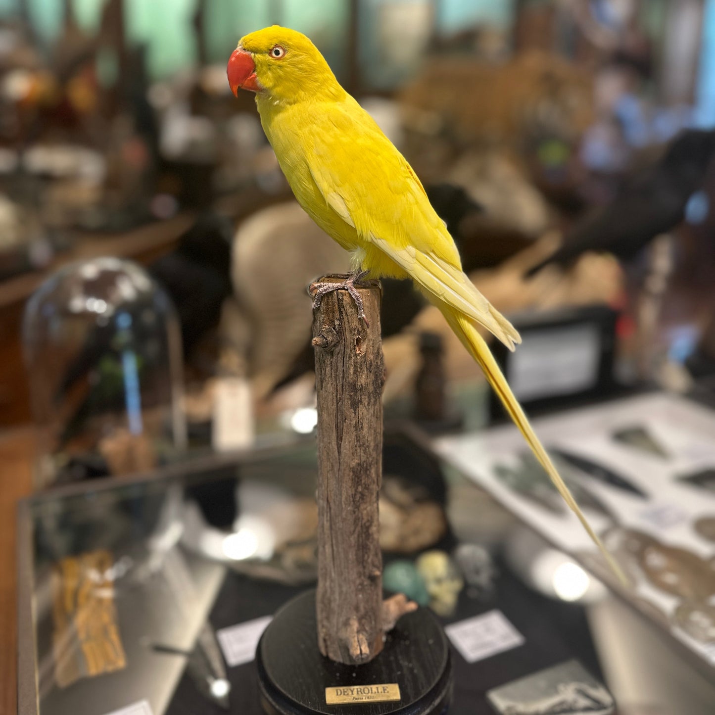 Perruche à collier jaune