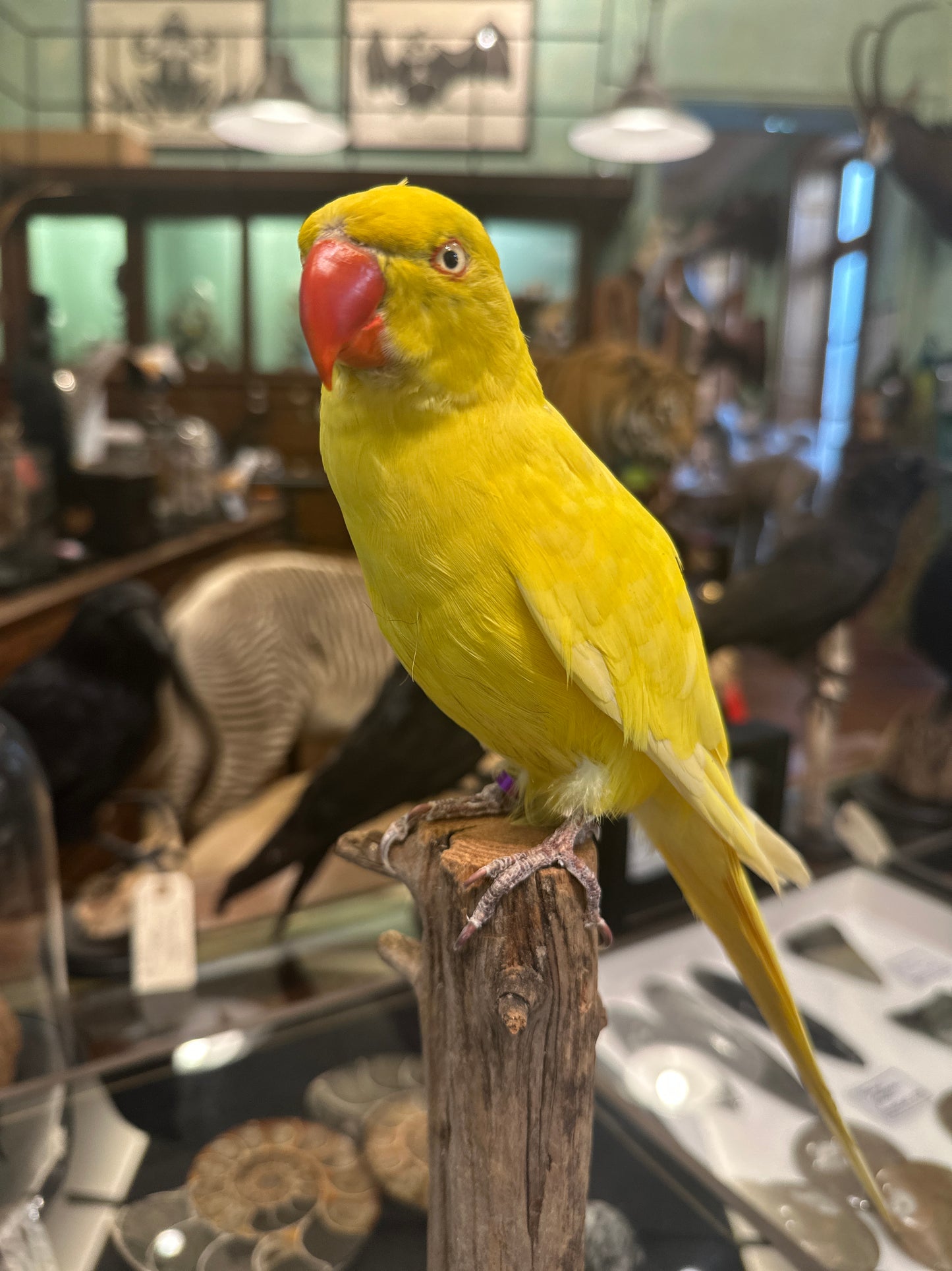 Perruche à collier jaune