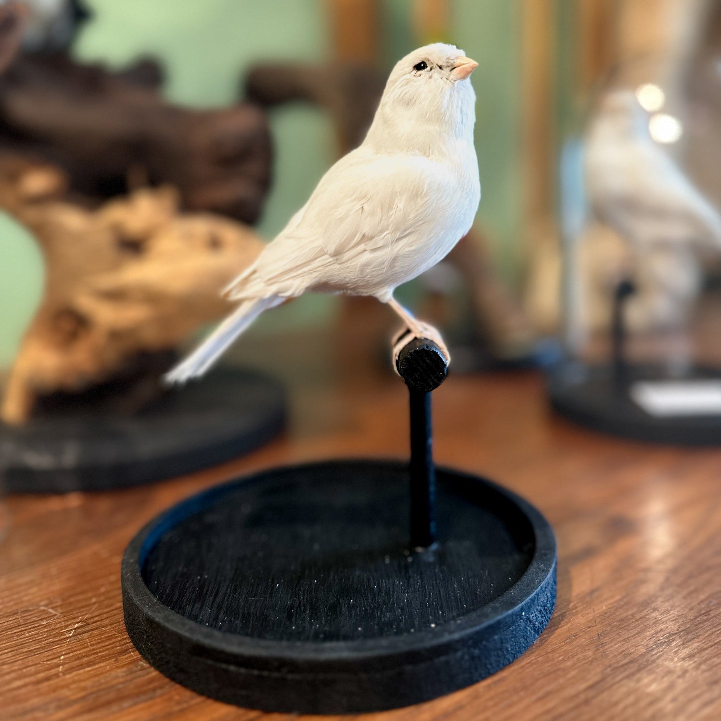 White canary under a globe