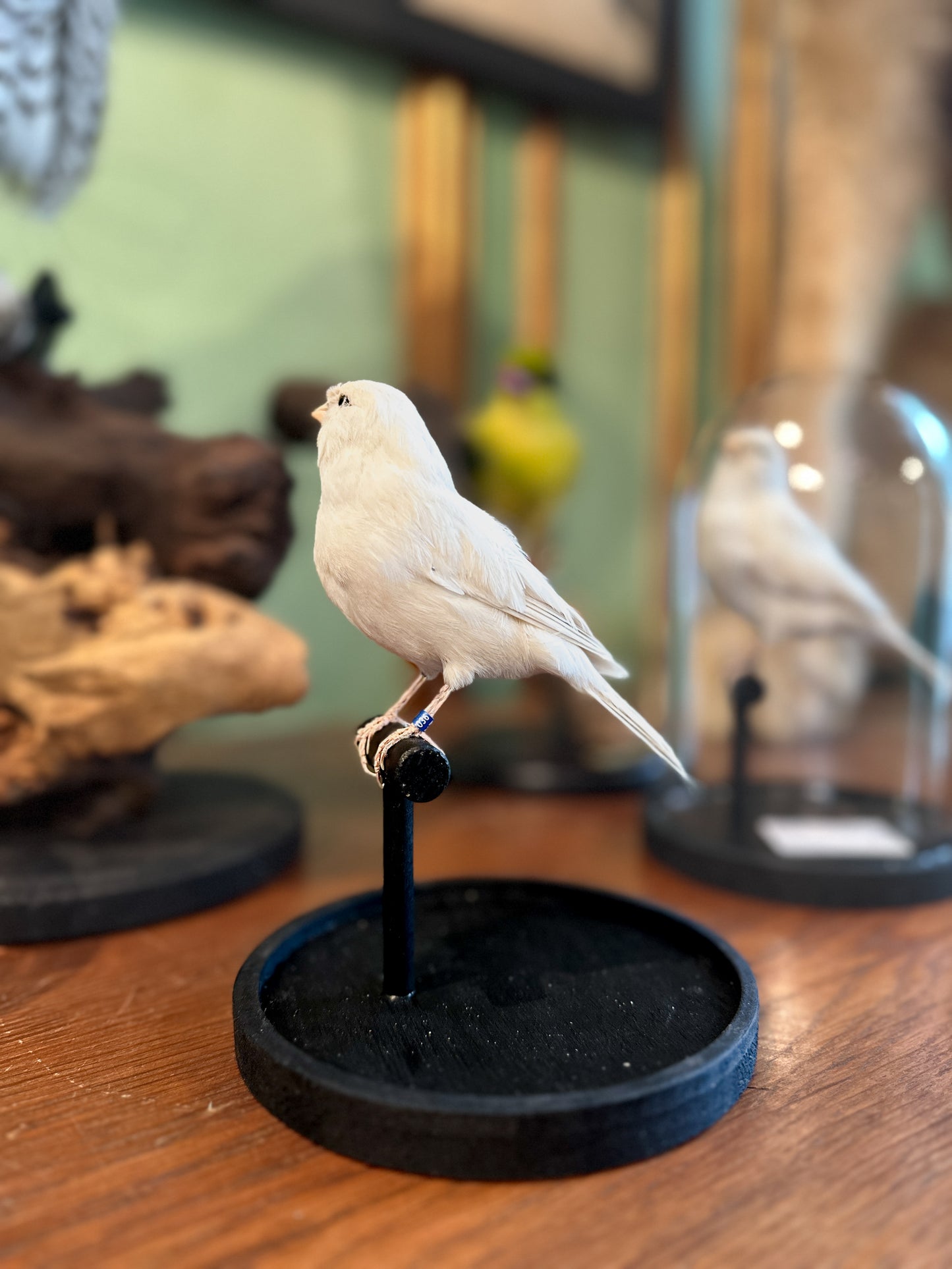 White canary under a globe