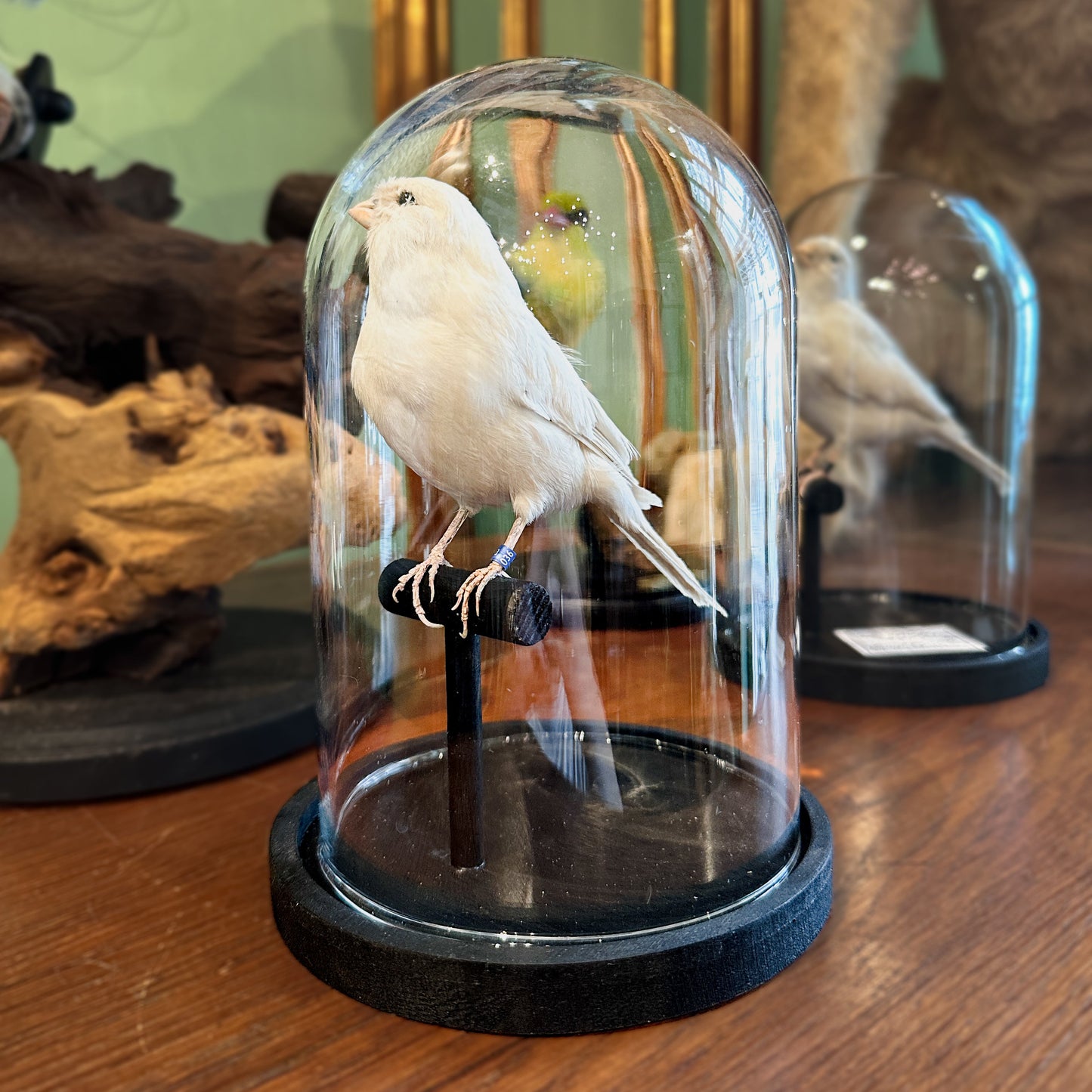 White canary under a globe