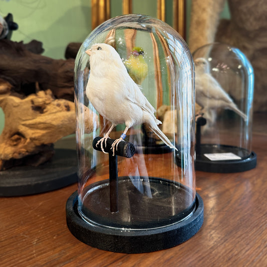 Serin des canaries blanc sous globe