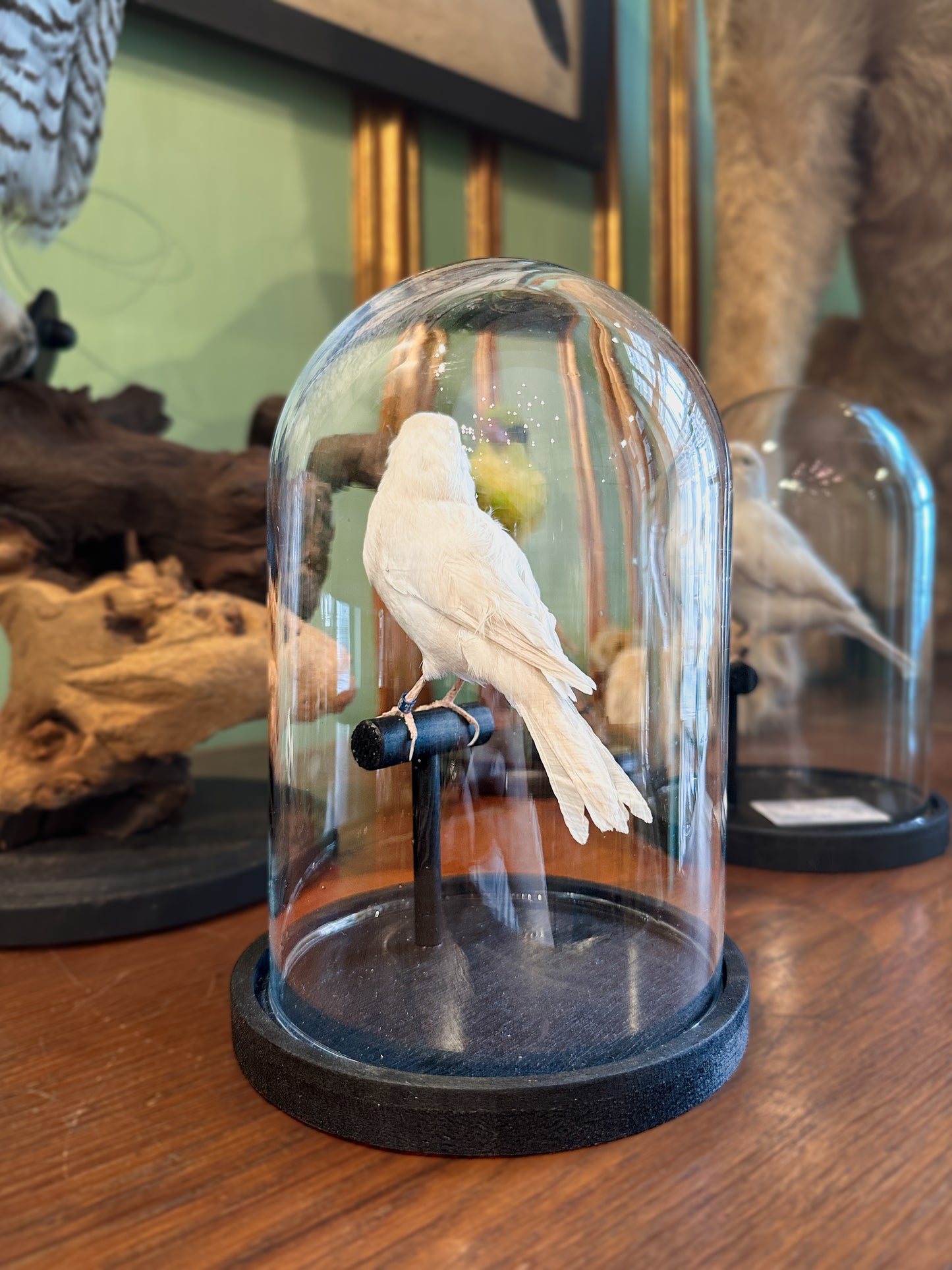 White canary under a globe