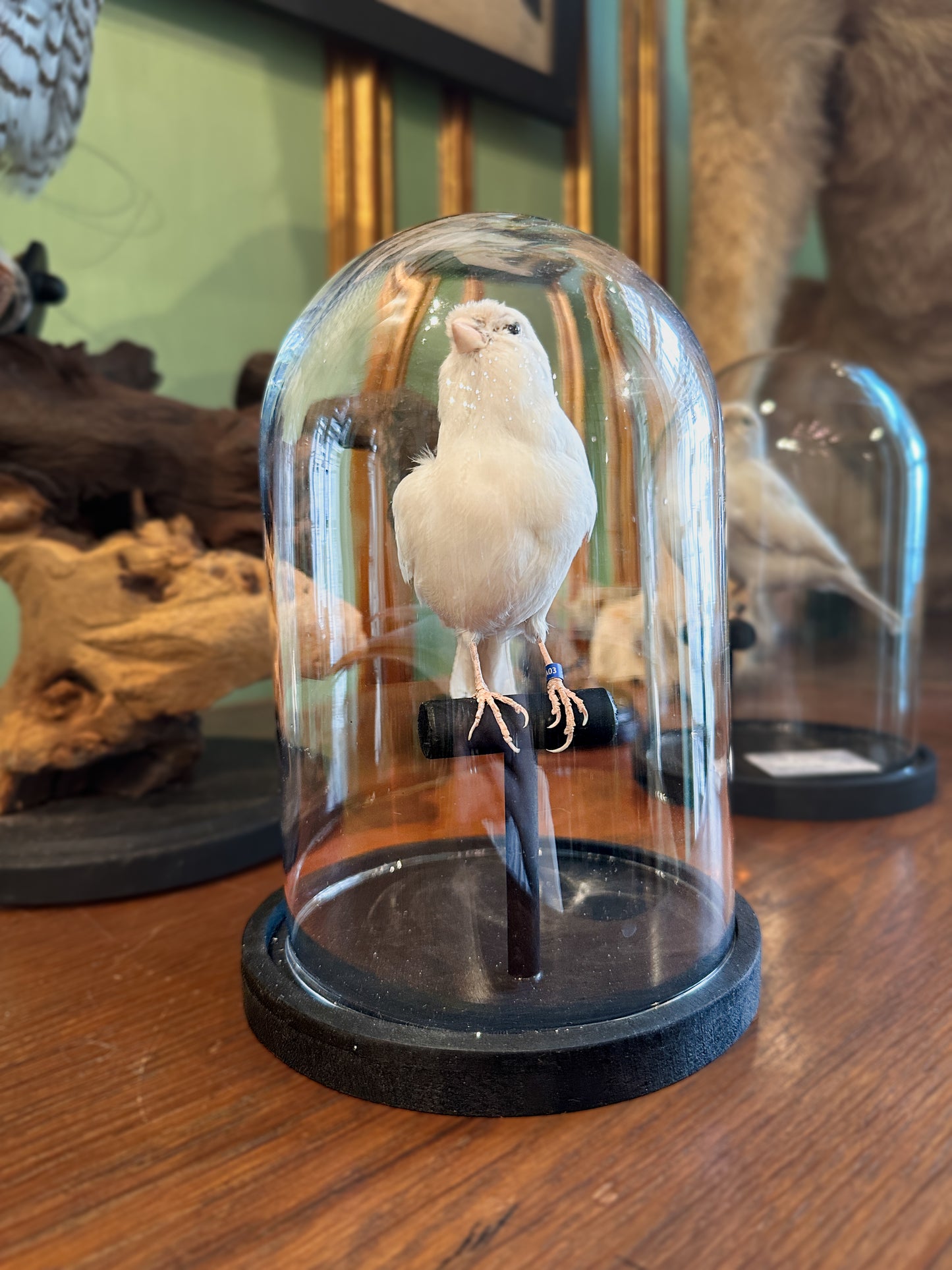 White canary under a globe