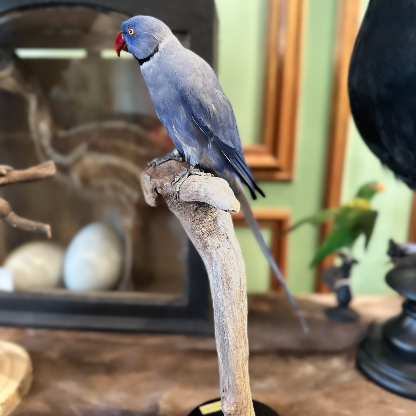 Blue ringneck parakeet