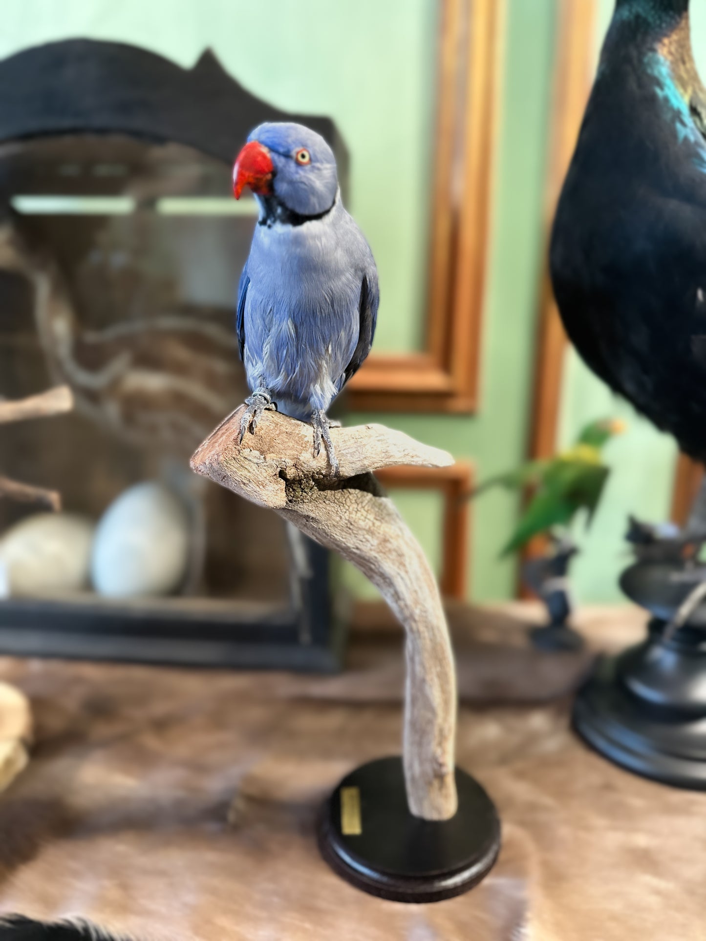 Blue ringneck parakeet
