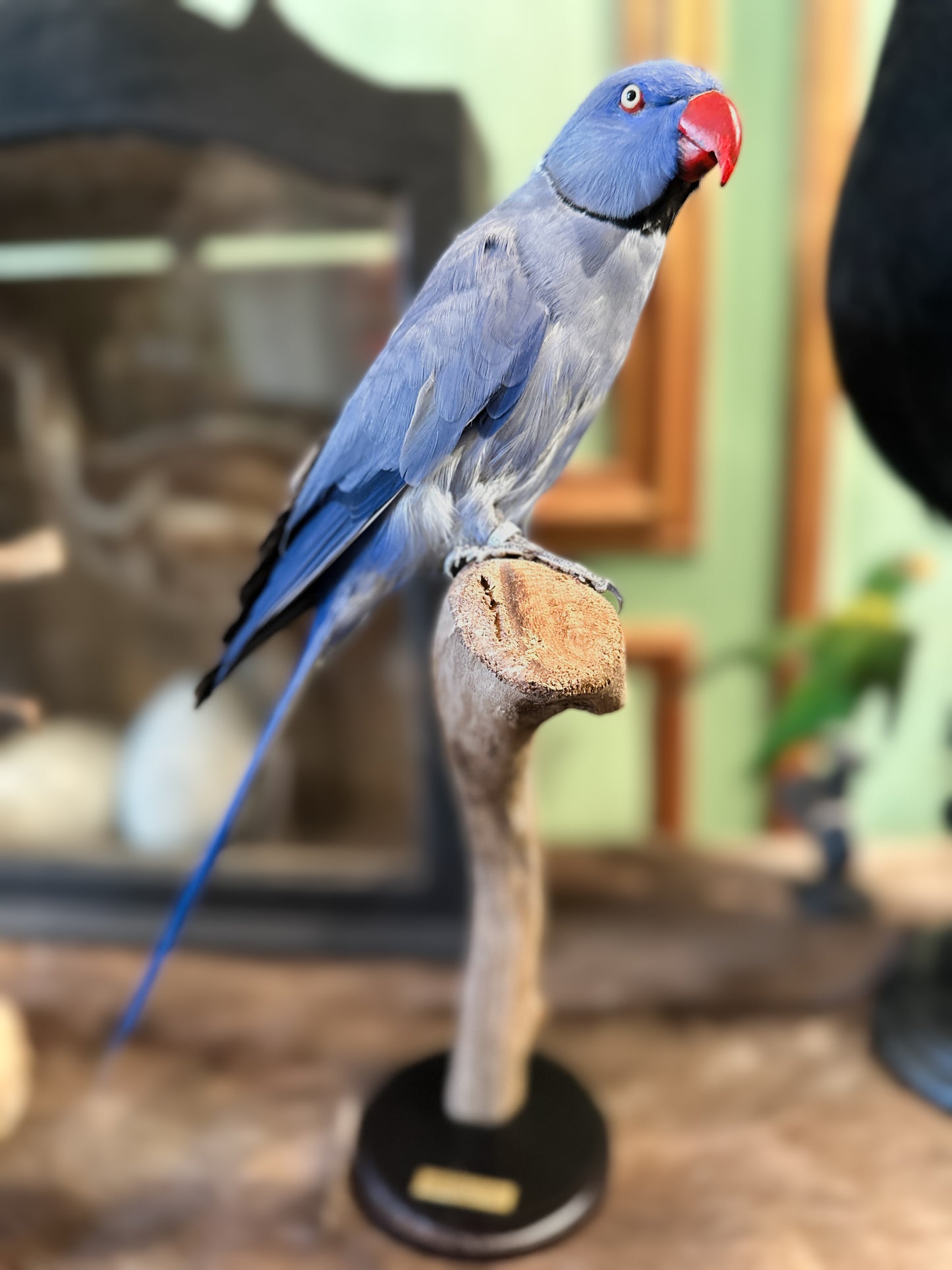 Blue ringneck parakeet