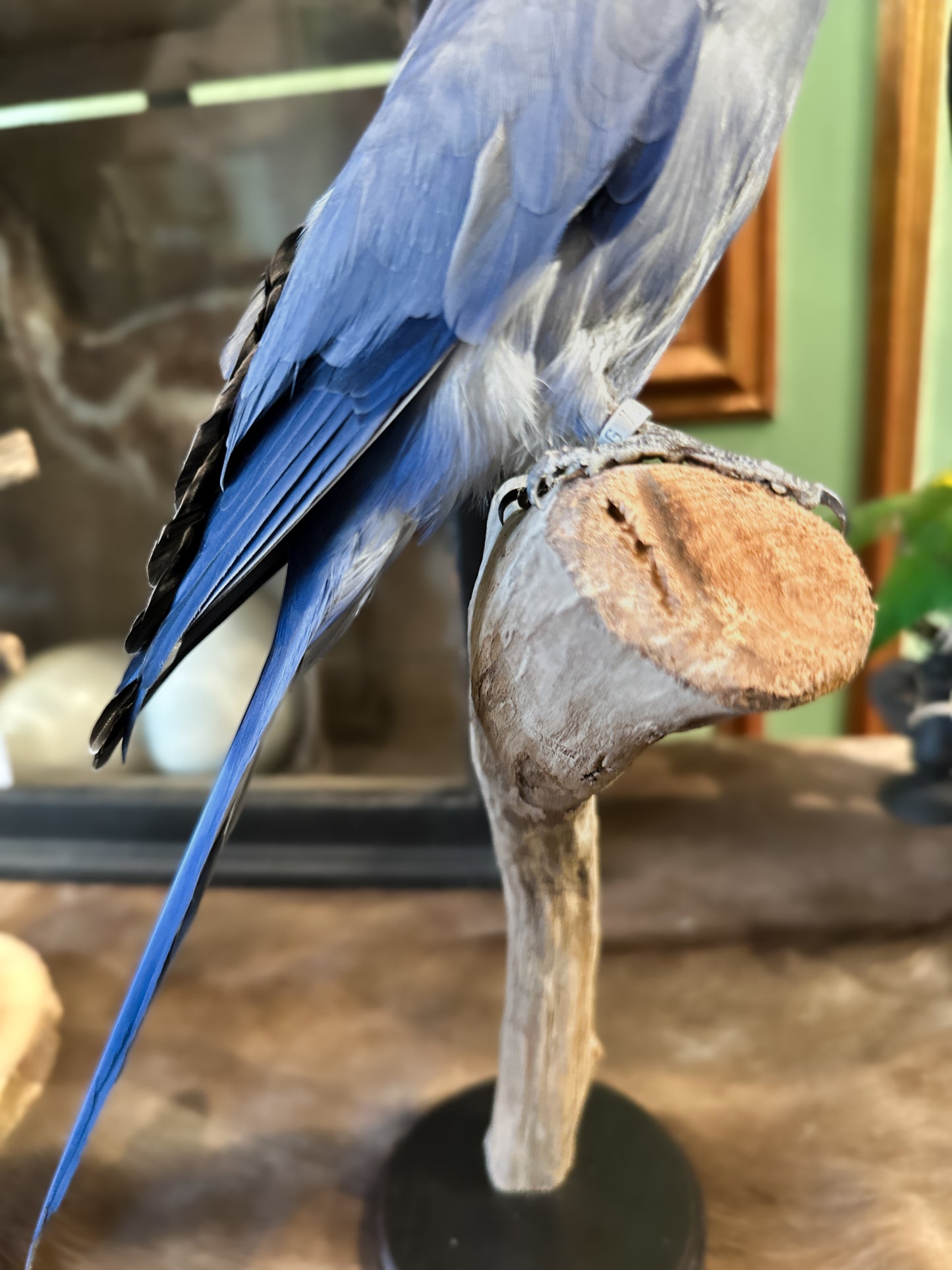 Blue ringneck parakeet