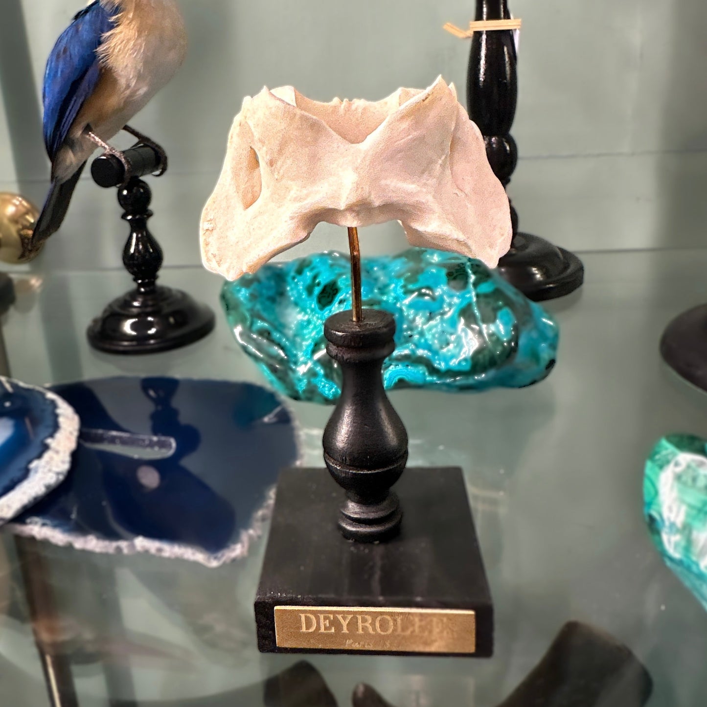 Canid vertebra