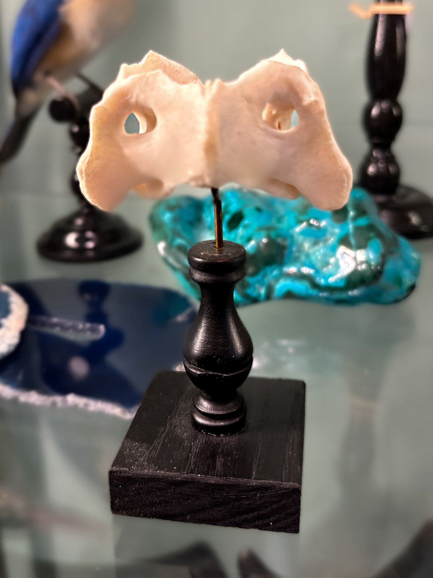 Canid vertebra