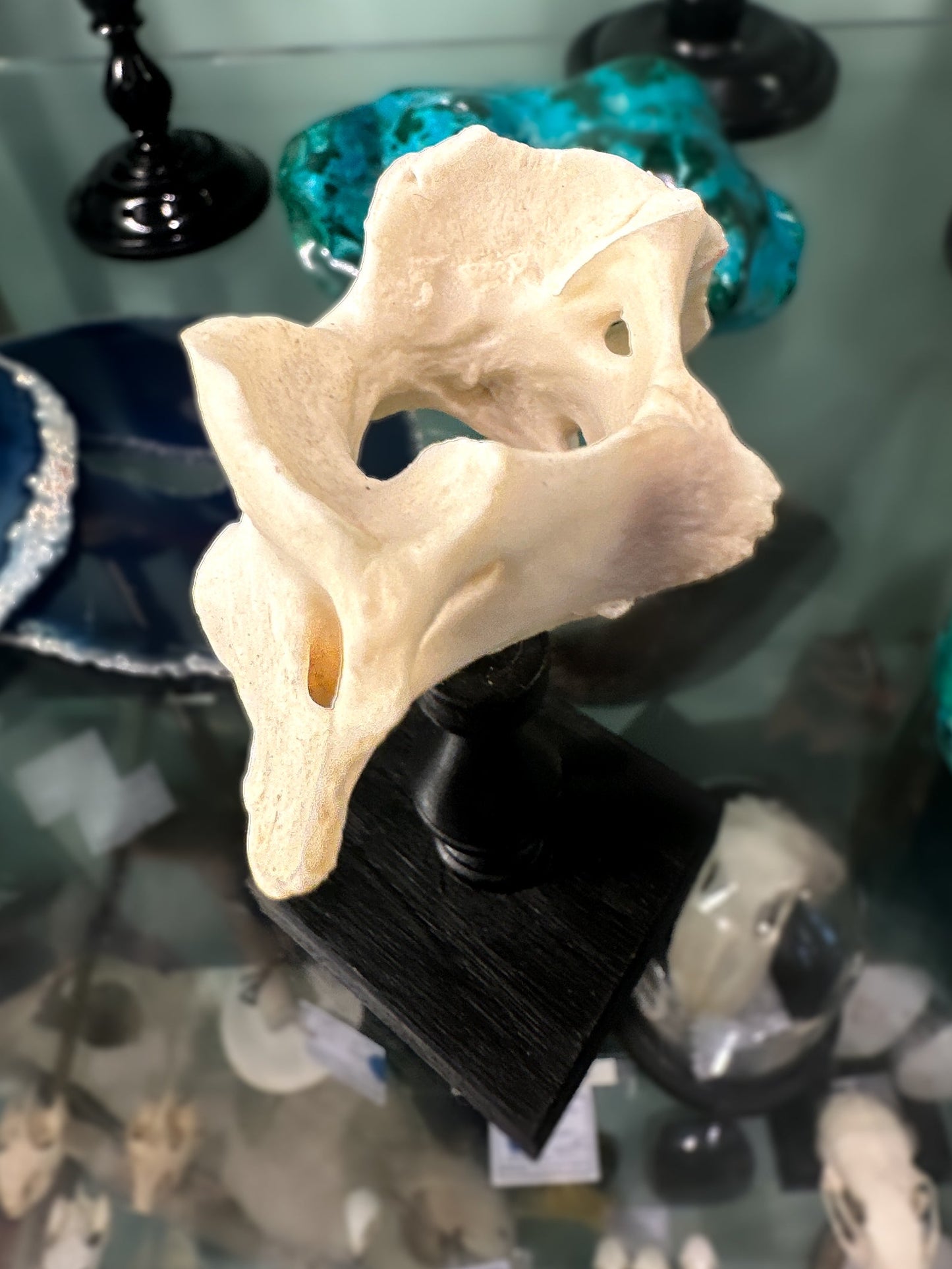 Canid vertebra