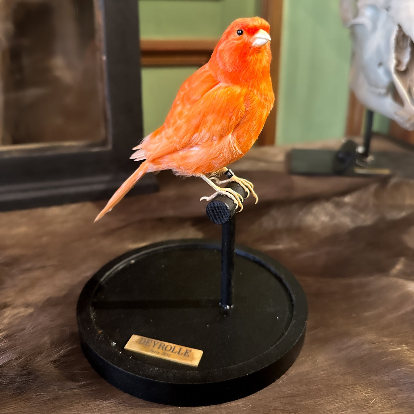 Canari domestique rouge sous globe