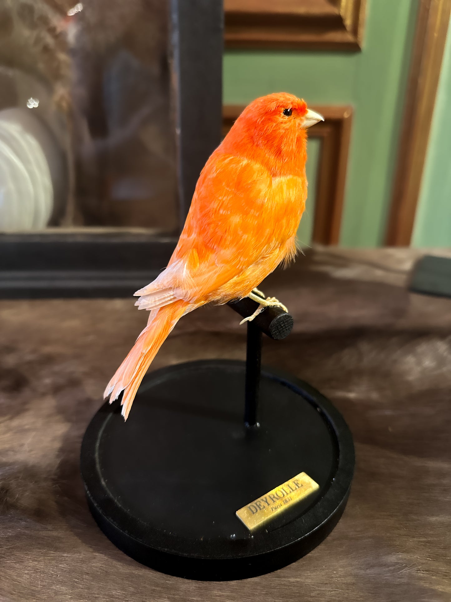 Canari domestique rouge sous globe