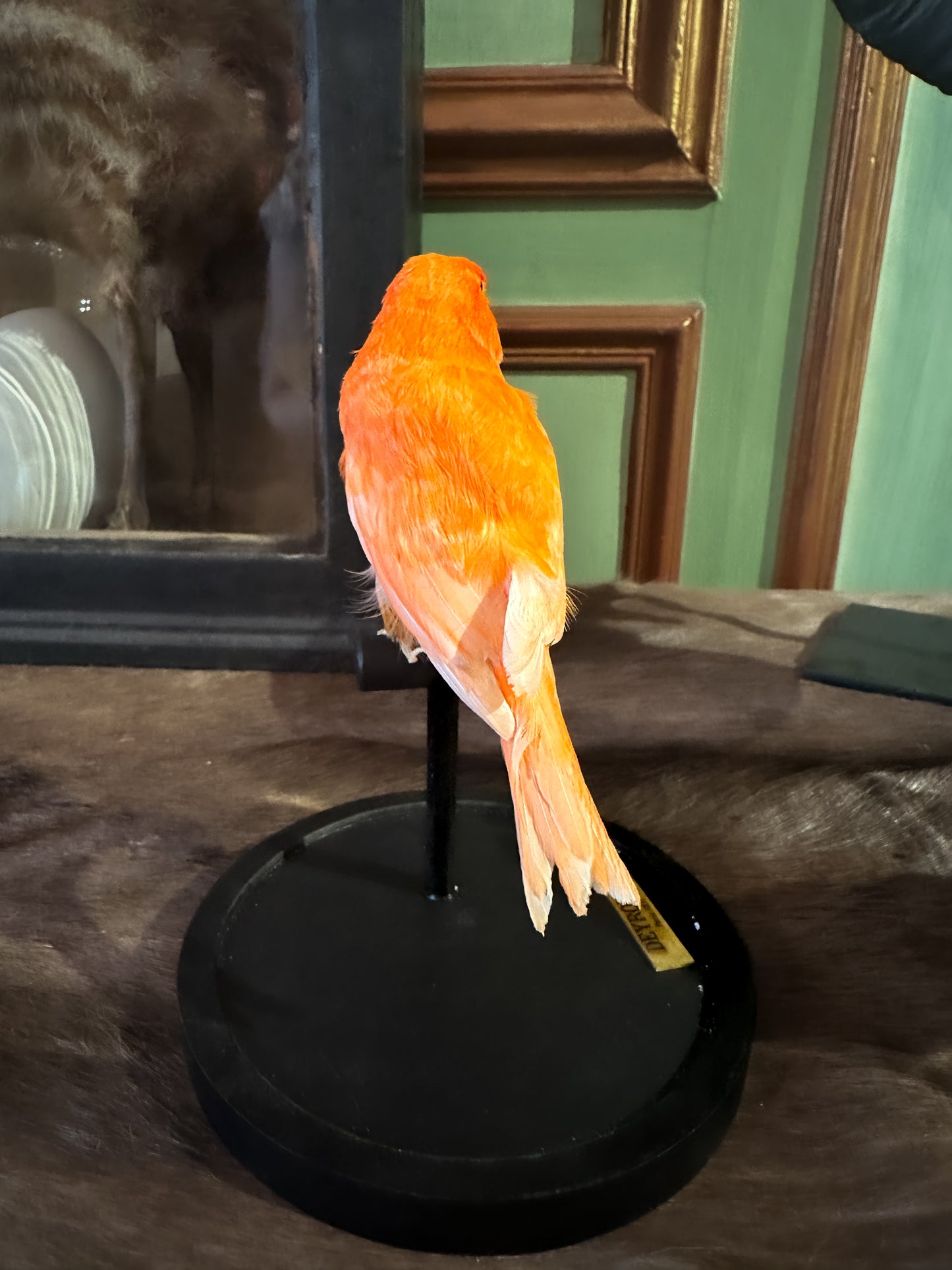 Canari domestique rouge sous globe