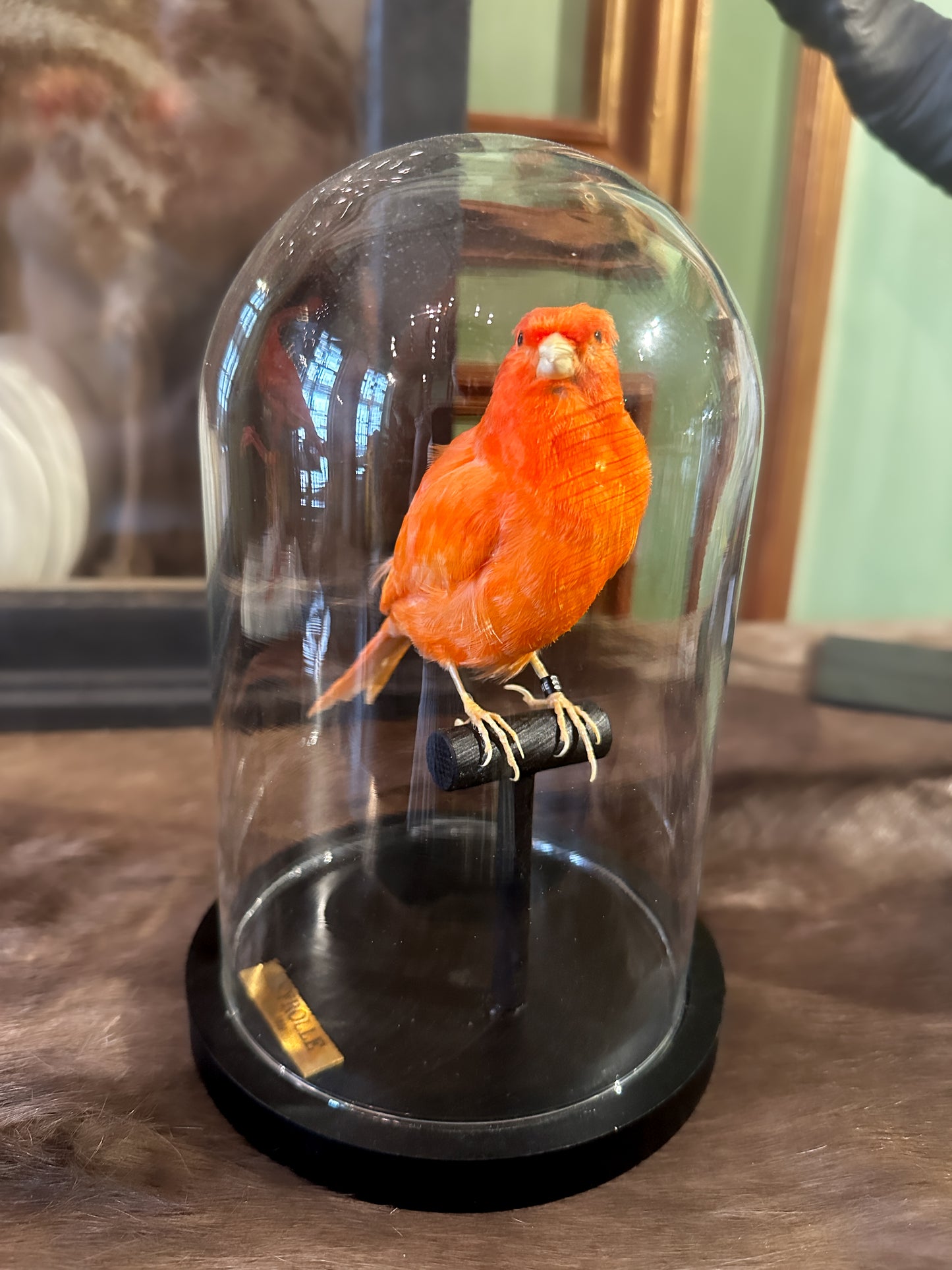 Canari domestique rouge sous globe