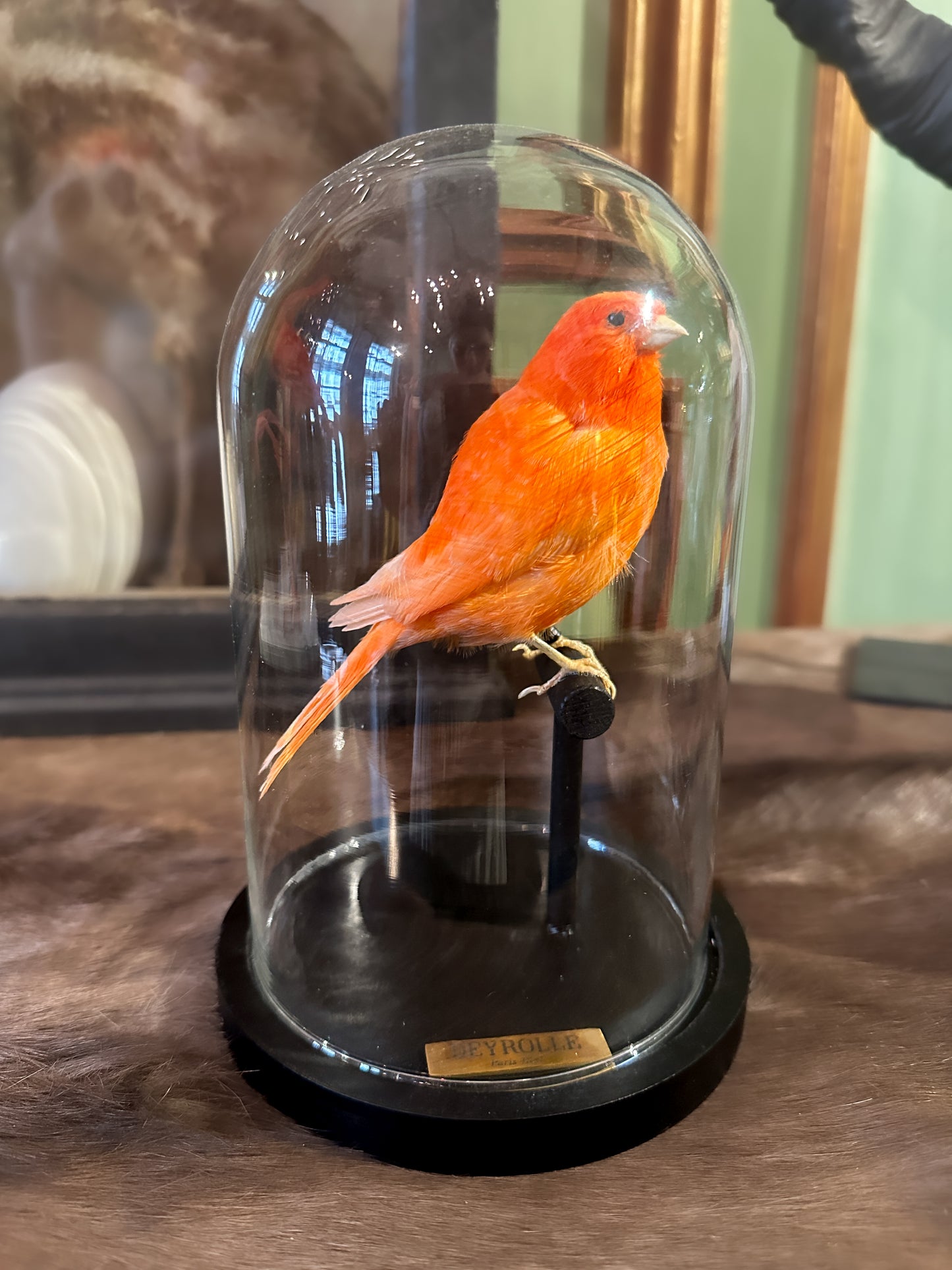 Canari domestique rouge sous globe