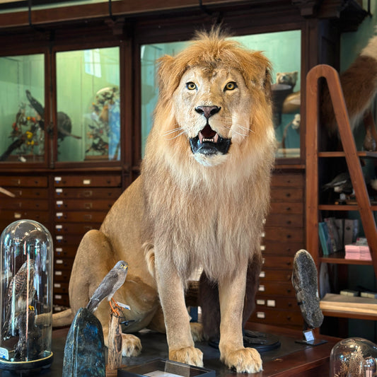 Lion mâle d'Afrique assis