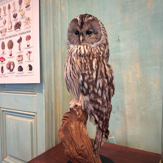 Ural Owl