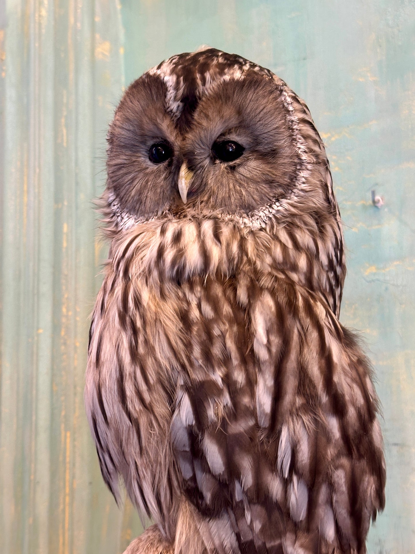 Ural Owl