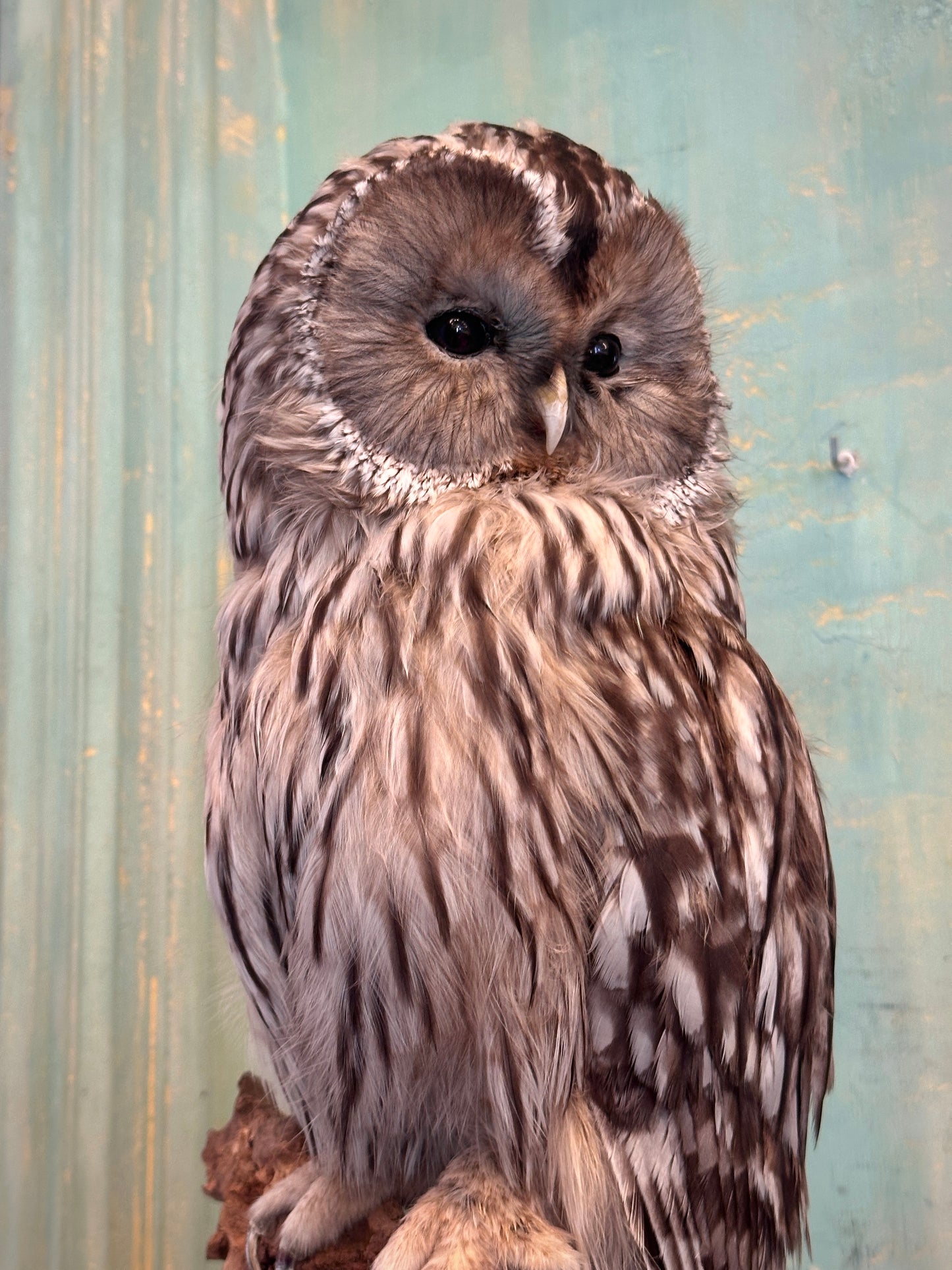 Ural Owl