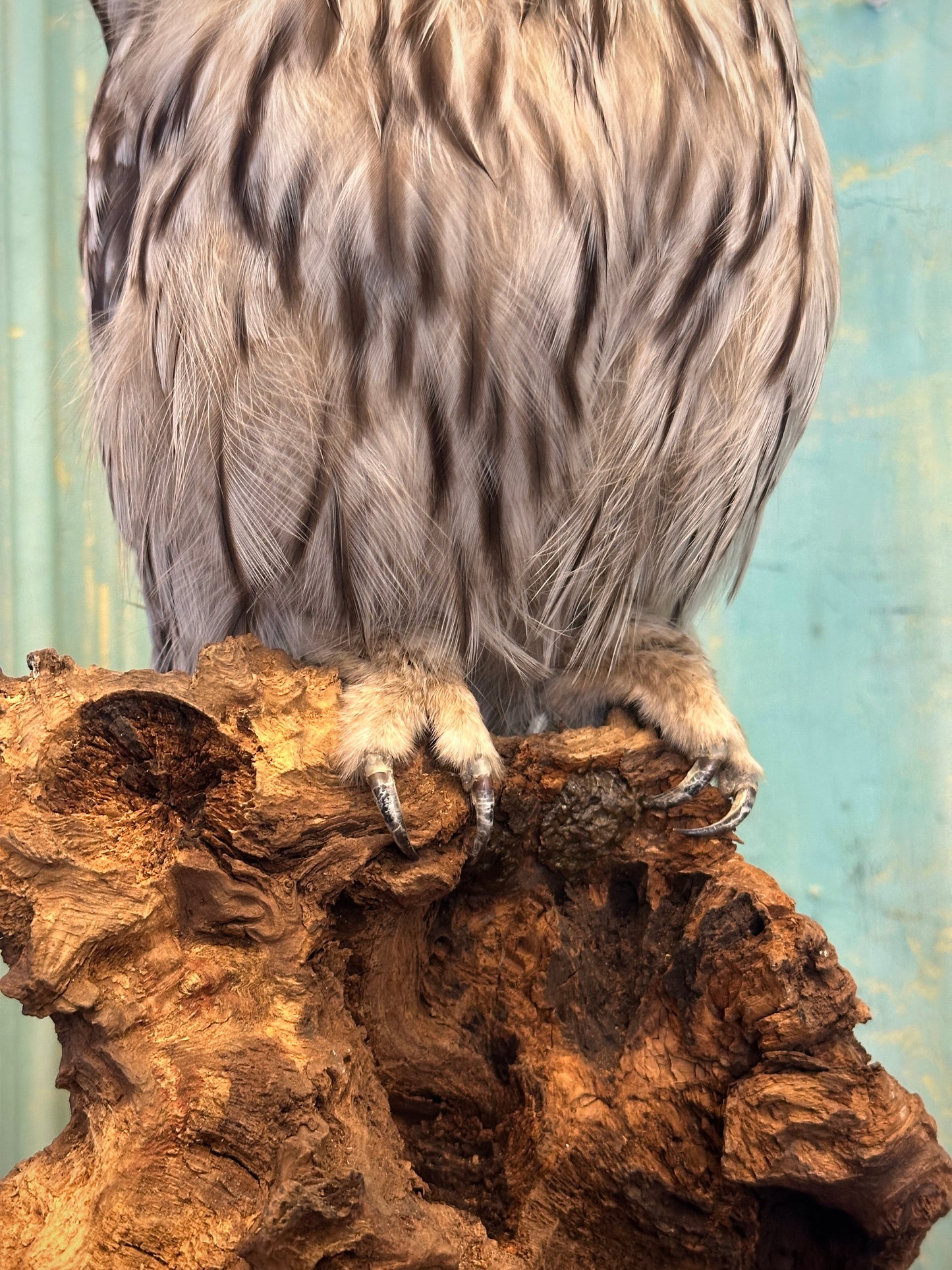 Ural Owl