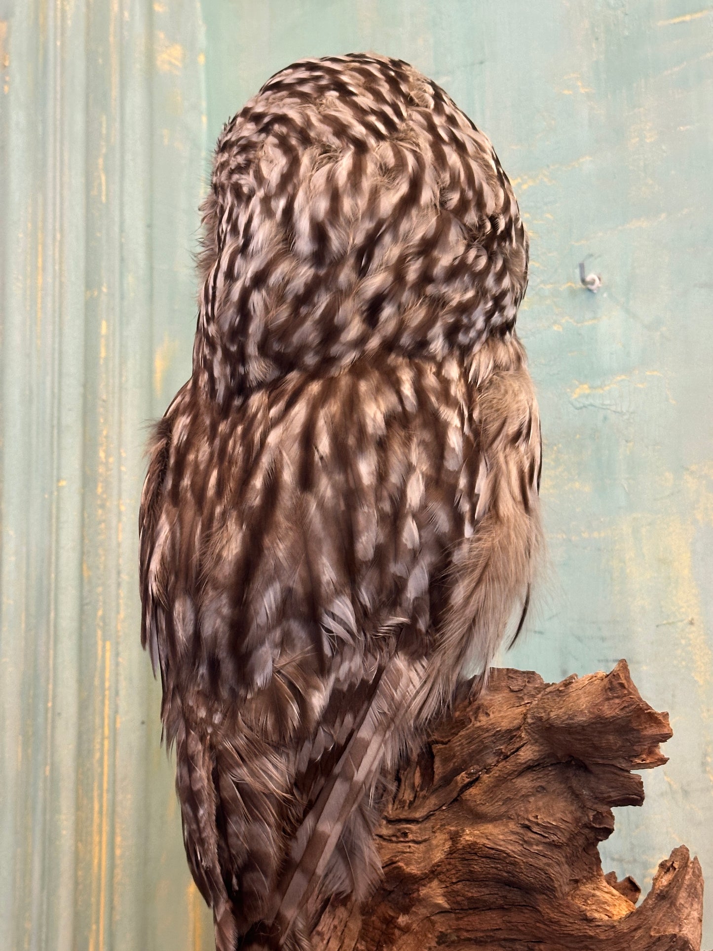 Ural Owl