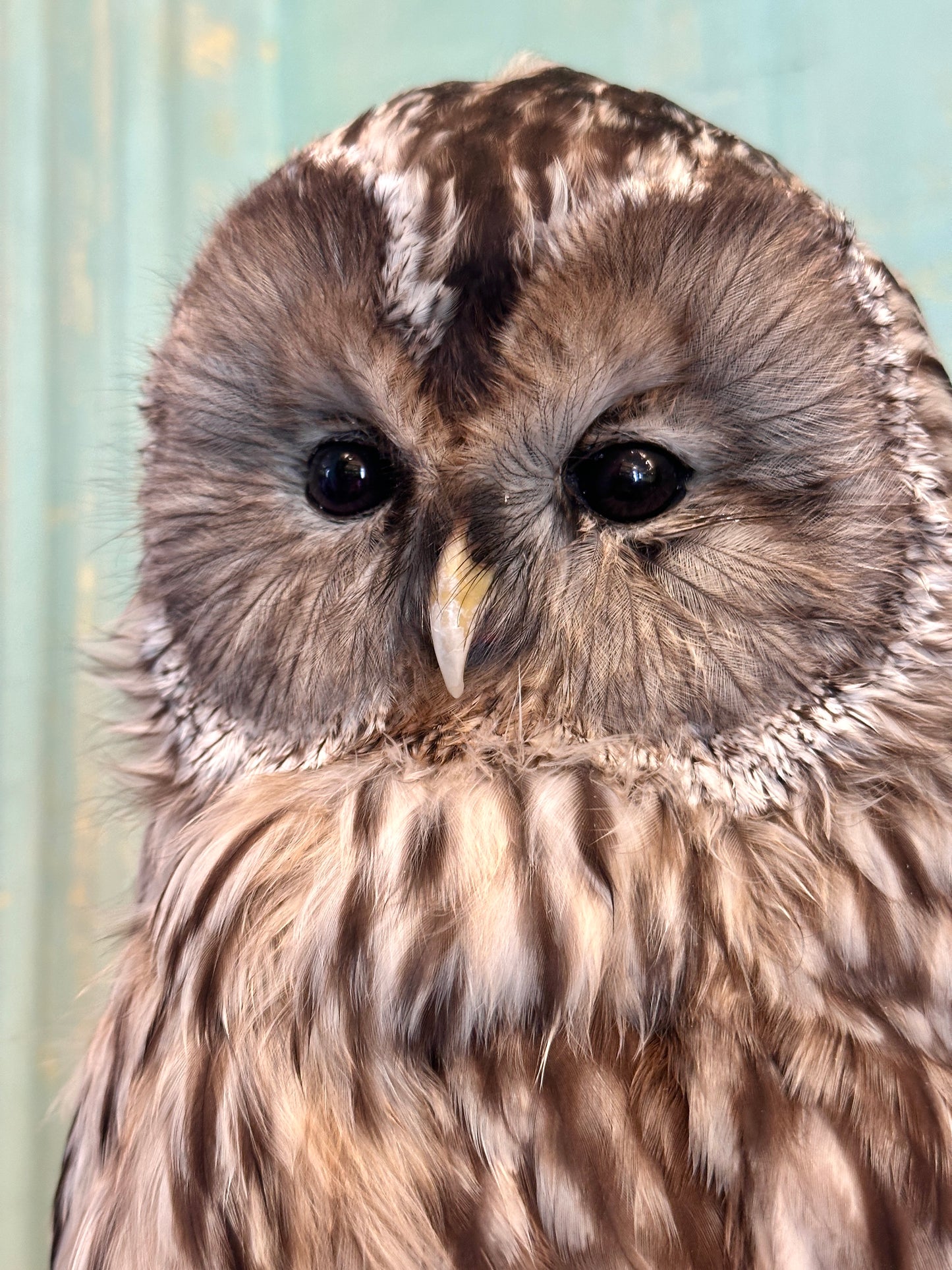 Ural Owl