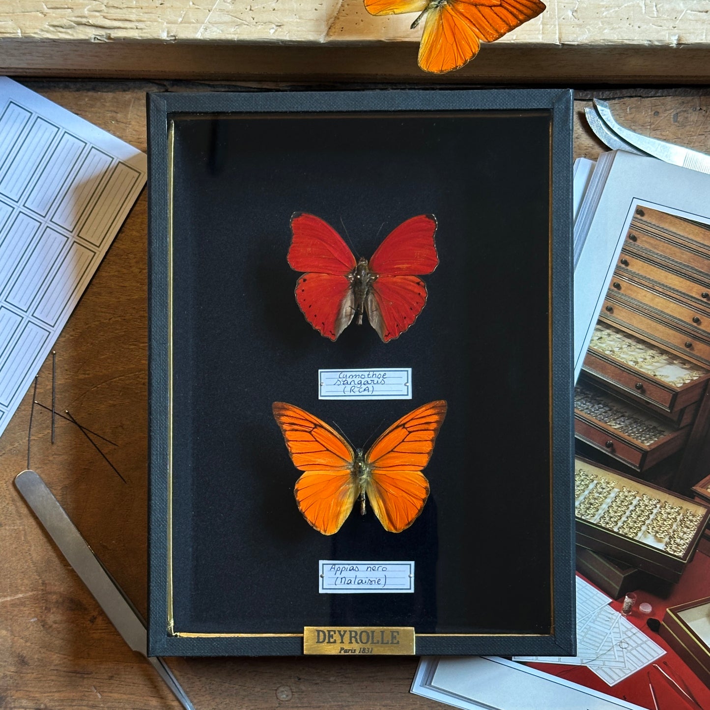 Catopsilia scylla and Cymothoe sangaris