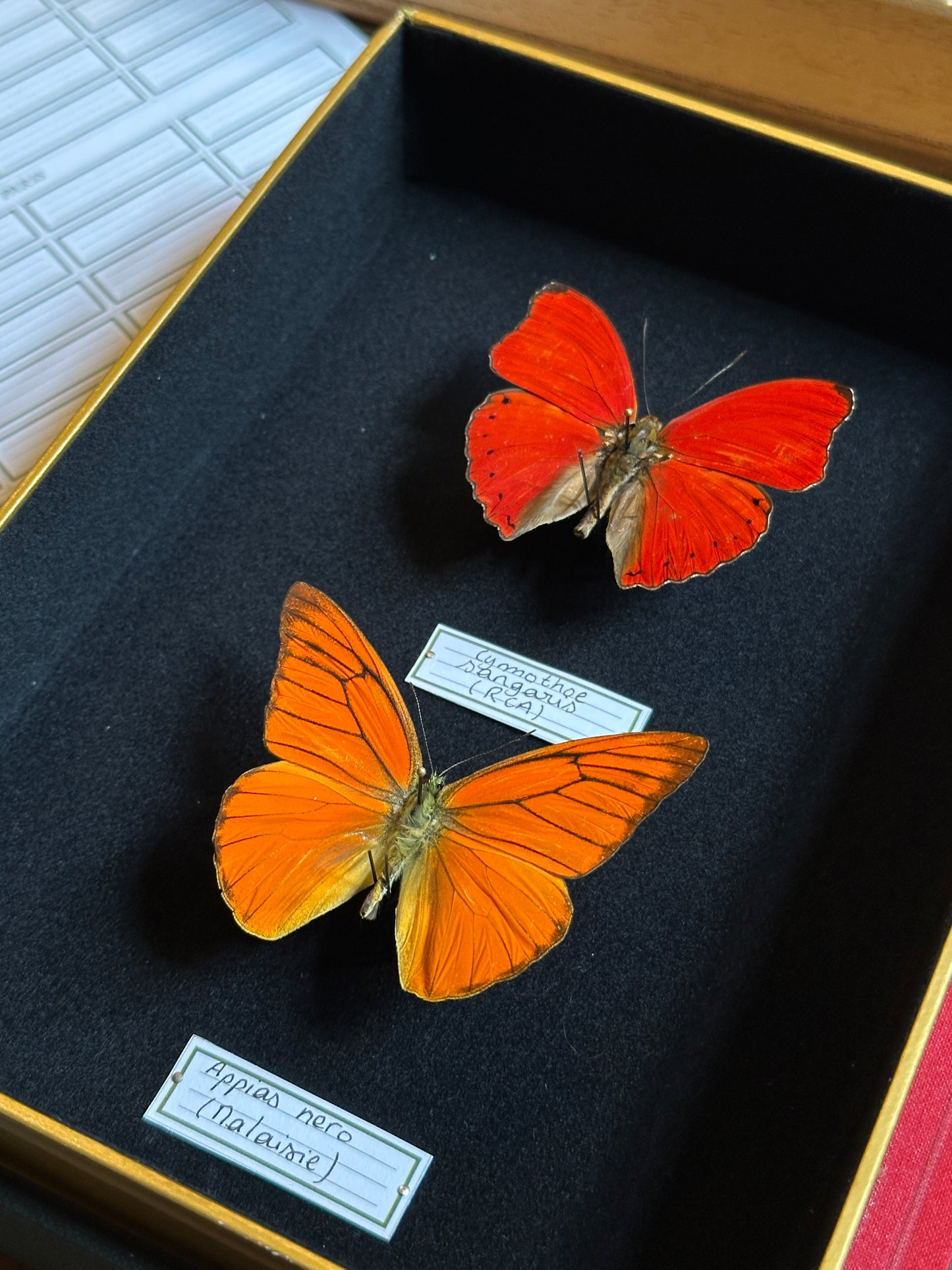 Catopsilia scylla and Cymothoe sangaris