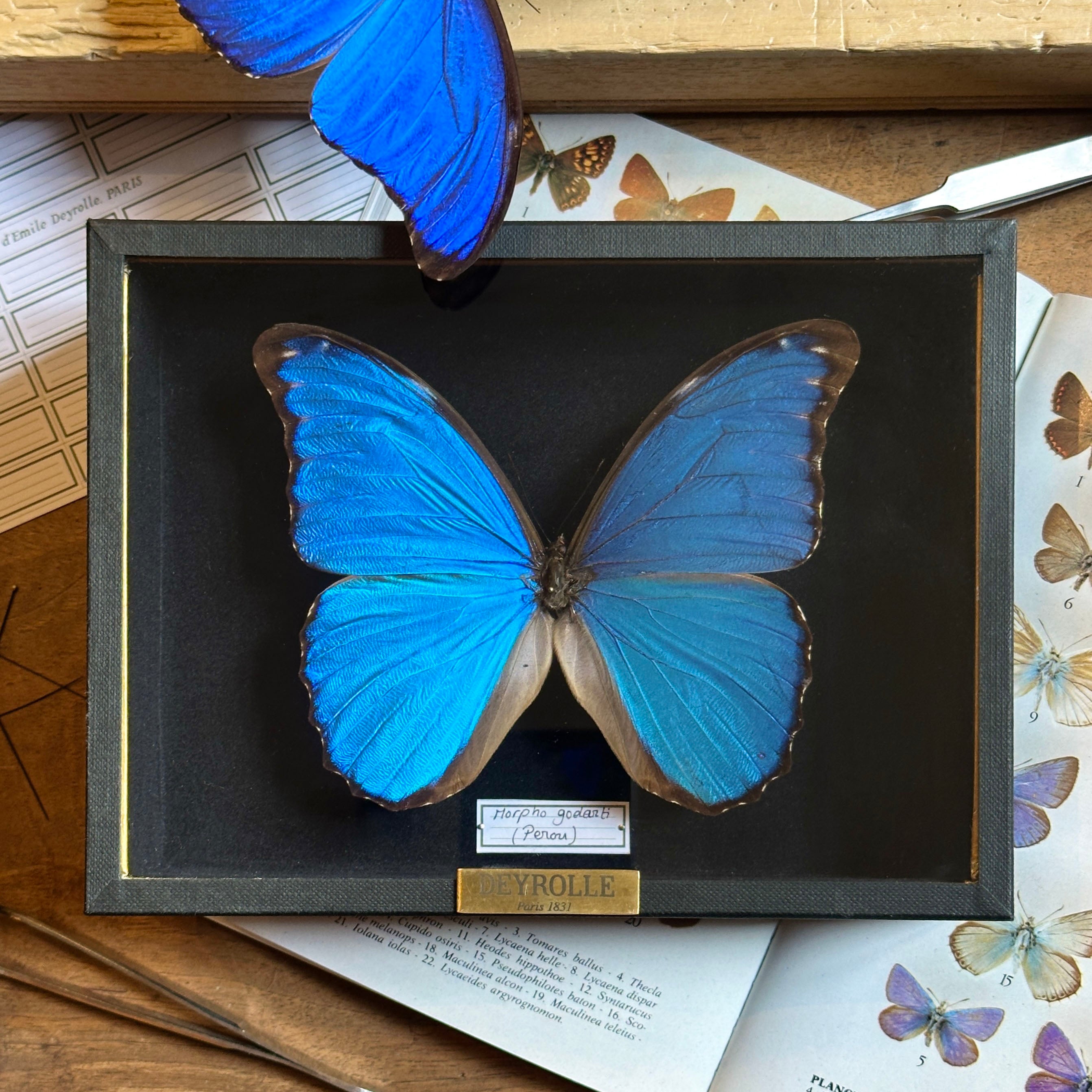 標本 Borivia Morpho godarti godarti 126mm Morpho godarti – Deyrolle