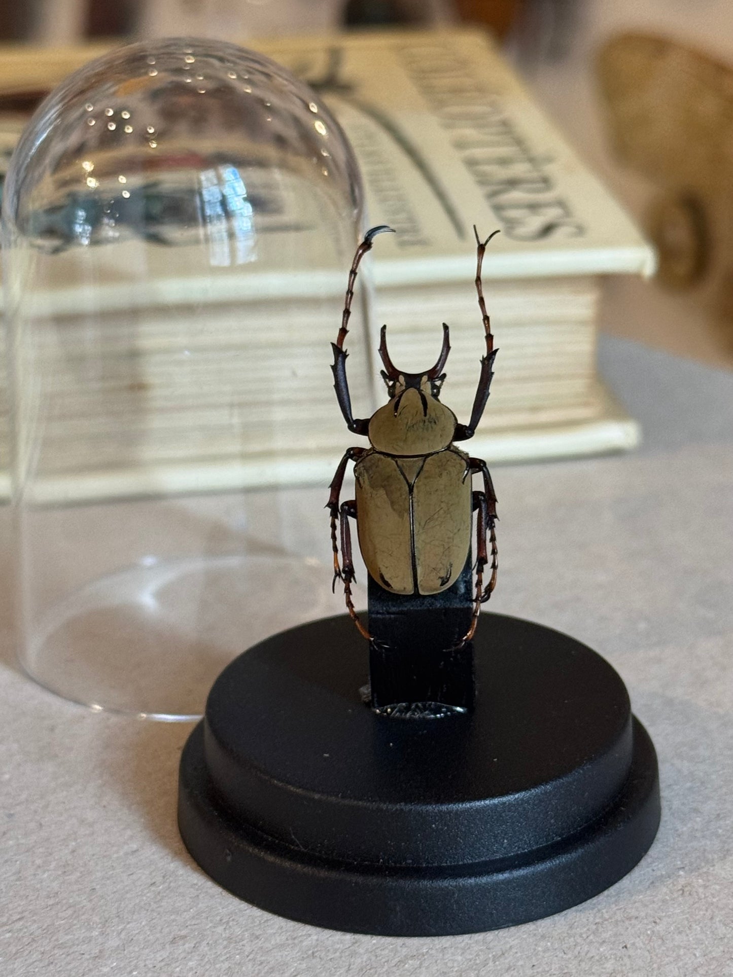 Dicronocephalus