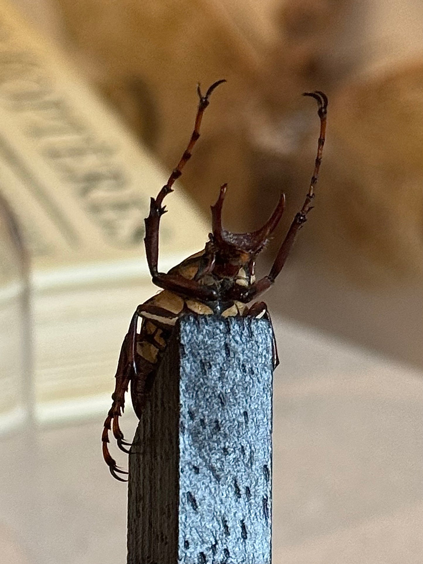 Dicronocephalus