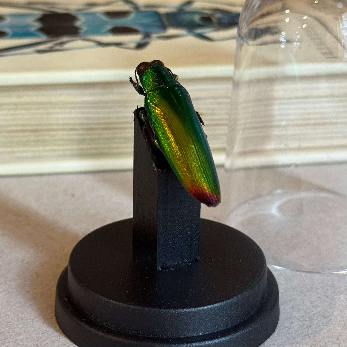 Chrysochroa