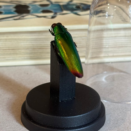 Chrysochroa