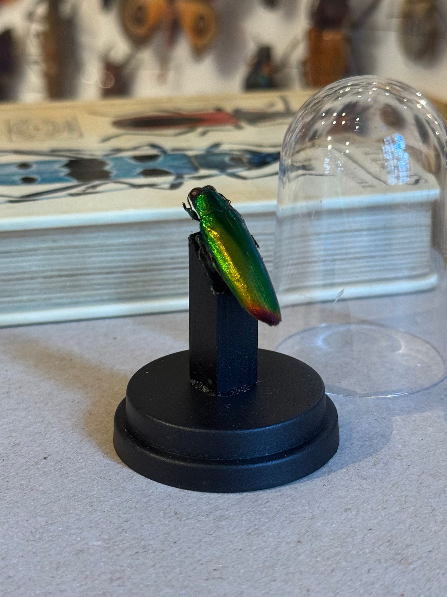 Chrysochroa
