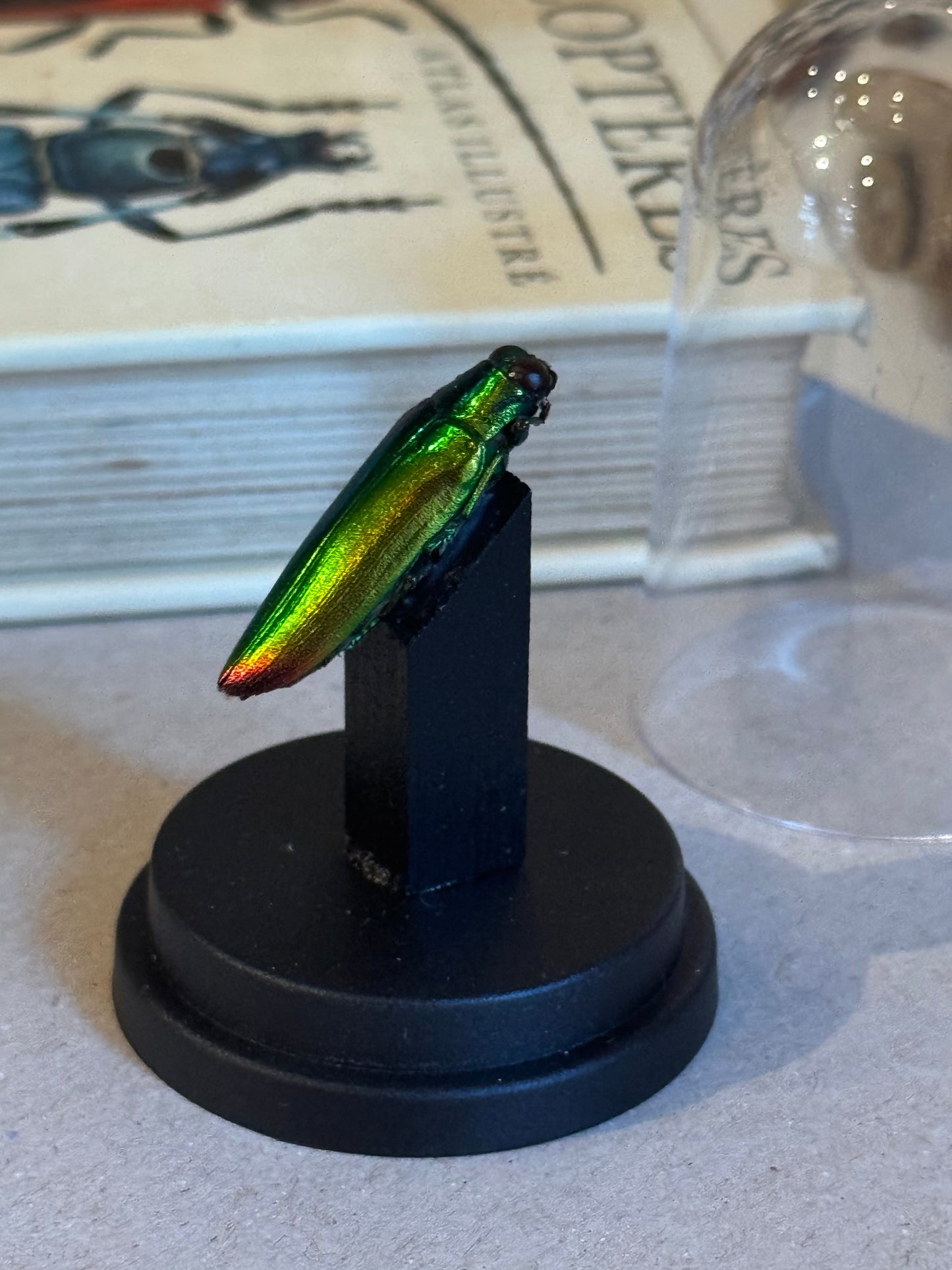 Chrysochroa
