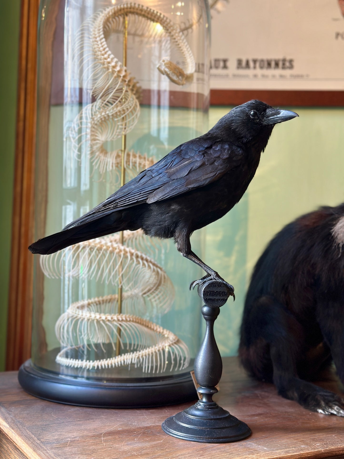 Crow on turned wooden base