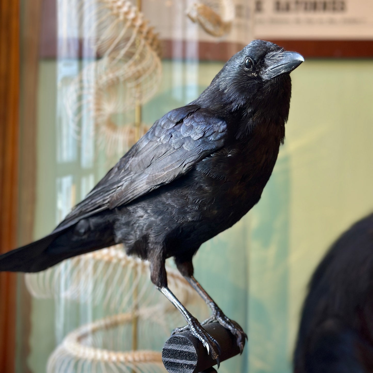 Crow on turned wooden base
